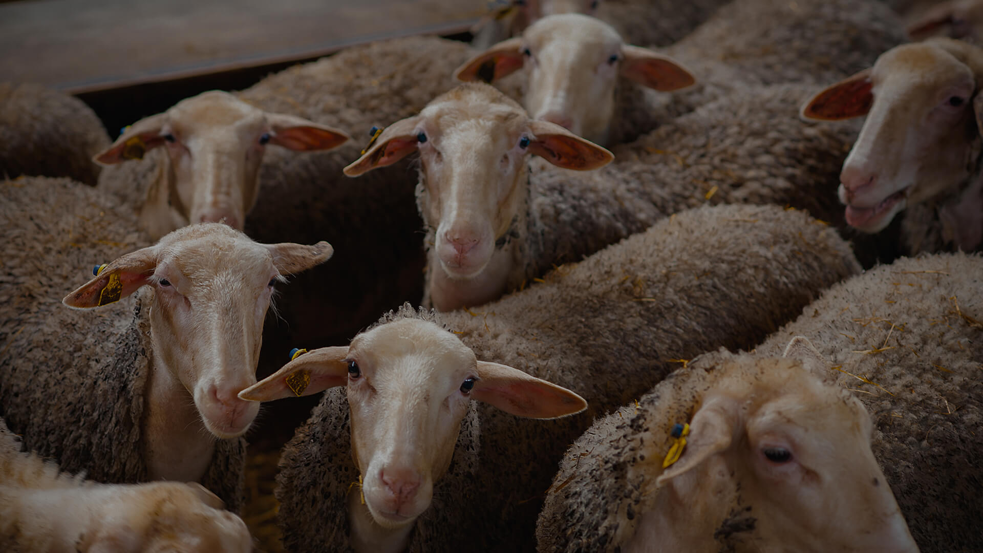 <p>Soloviov Family Farm</p>