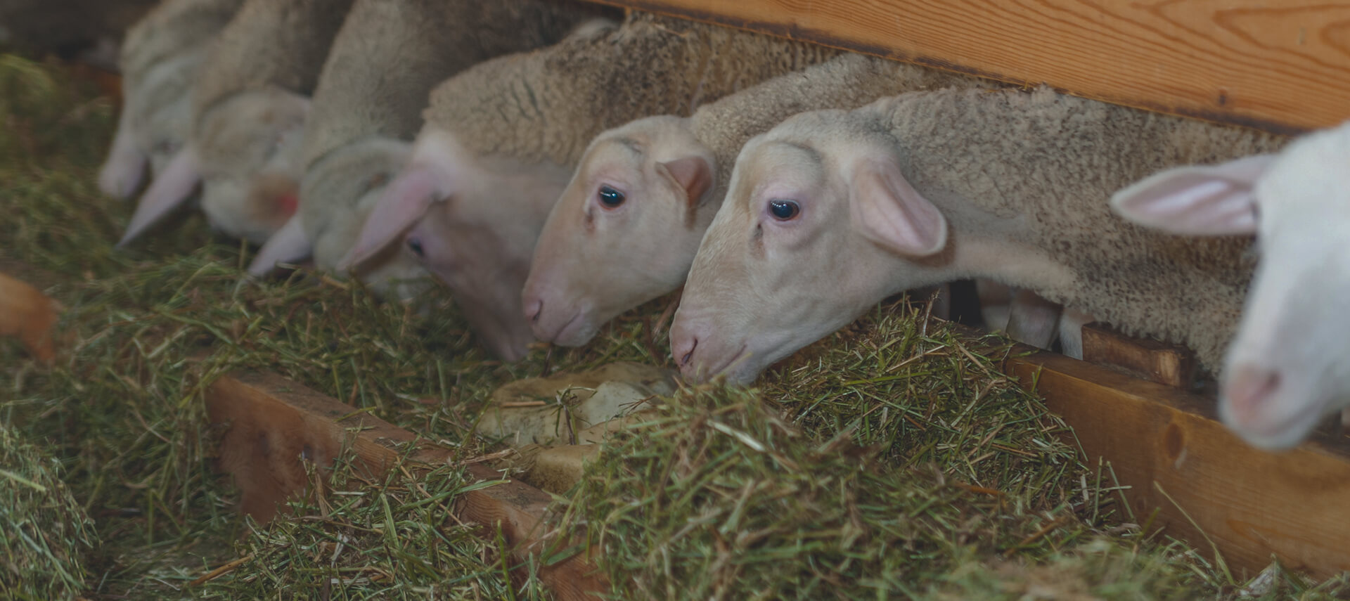 <p>A2 sheep milk mixes</p>